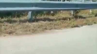 Mother rat trying to protect its baby from a snake