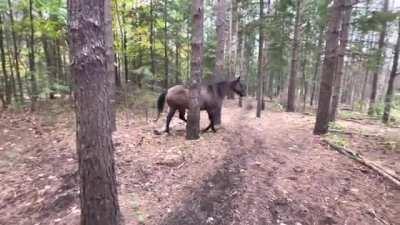 Horse kicks tree, farts on dogs then runs away