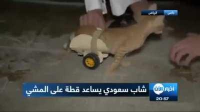 Paralyzed cat gets wheelchair