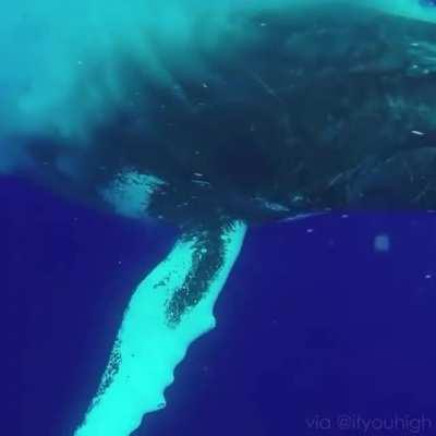 A humpback whale breaching really close!
