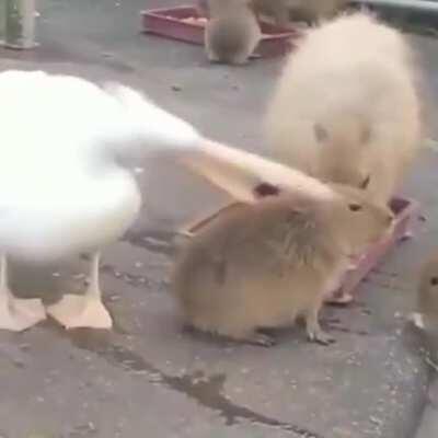 Virgin pajaro garca vs Chad Carpincho