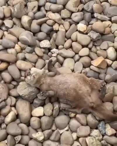 Otters : According to research, Otters choose a small stone to play with, the incredible thing is that it is for their whole life and they keep it carefully without getting confused.