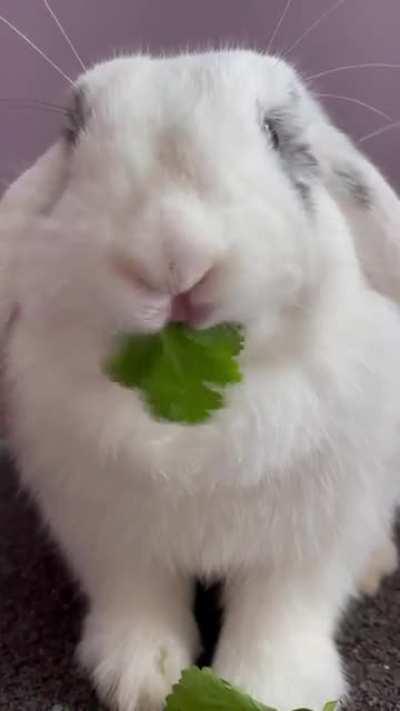 Snowball loves cilantro