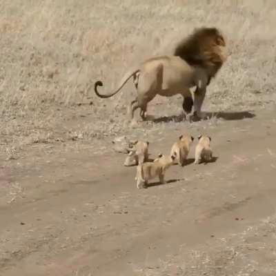 🔥 Lion too lazy to play with his cubs 🔥