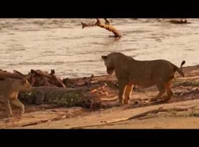 Lioness shows a younger lion how to deal with a croc