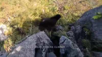 Mountain Climber defends himself from Bear Attack