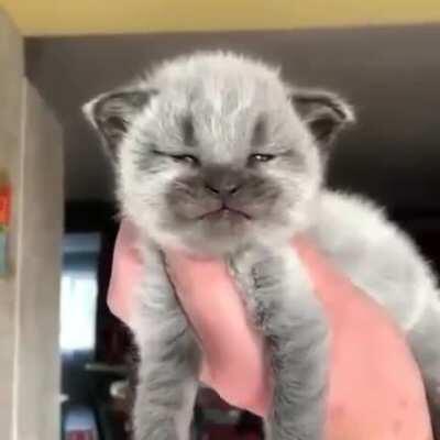 Beautiful kitten 😻