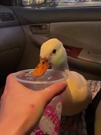 Duck wanting some cold tea