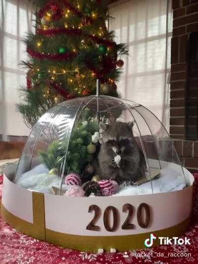 Trash panda eating mallows in a snow globe