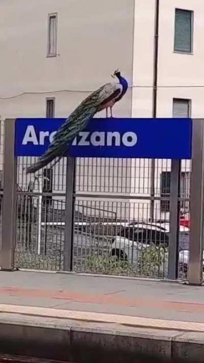 Train is late, he must be getting impatient