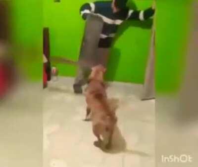 Let's give the dog a Machete!