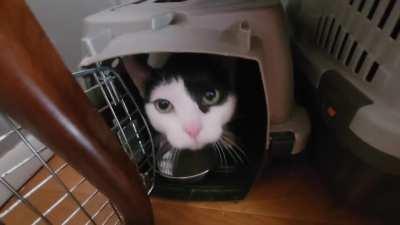 Would you believe she's never been fed before in her life?