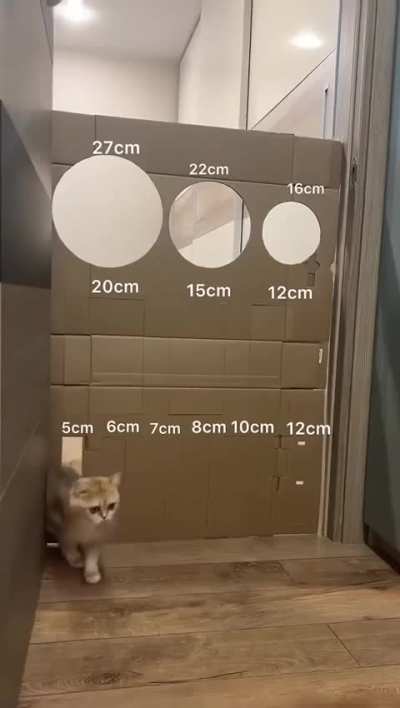 Cat door flap challenge