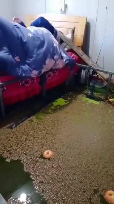 average argonian home