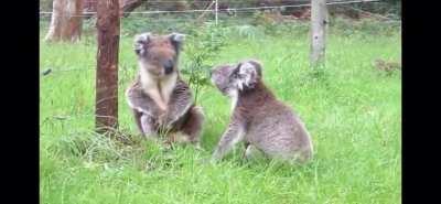 Koala fight.