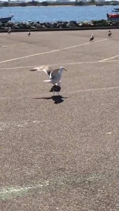 Seagull standing on another seagull