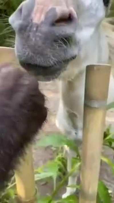 A chimp and a horse being bros