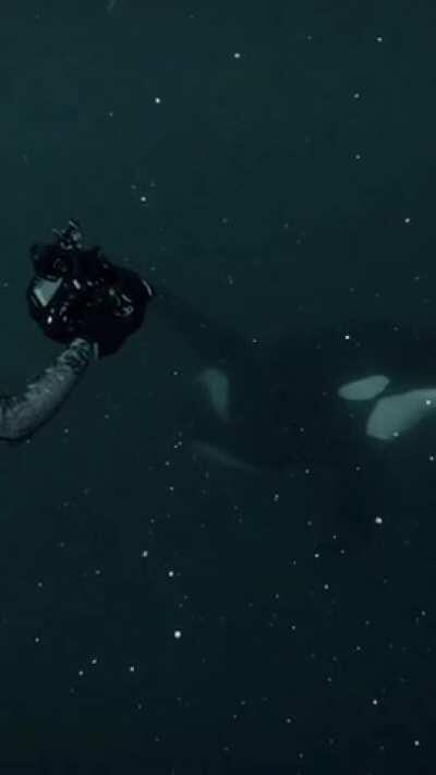 Divers swimming with Orcas as they hunt herrings in Norway