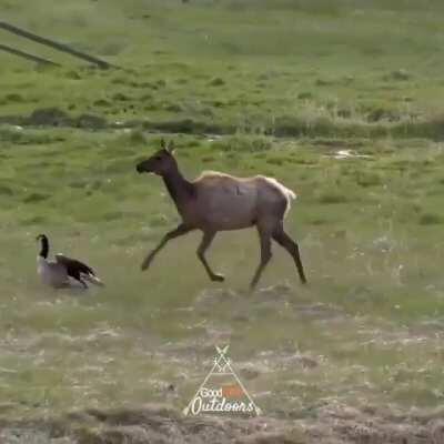 Elk eats gosling baby .