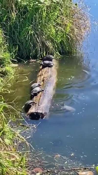 After that day Gary was never invited to the log again 😂