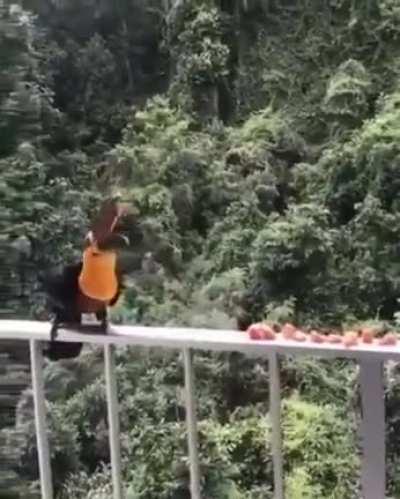 The Lady give some fruits to a Toucan and the other doesn't stop to scream till he delivery some food to him too. Rio de Janeiro, Brazil