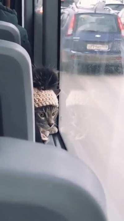 this very well-mannered passenger