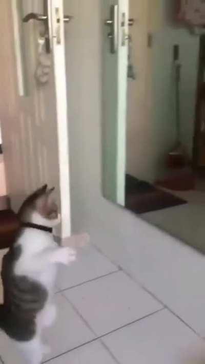 Dancer Cat - Newly Learned Dance.