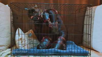 An excellent solution to keep your pet safe and sound, even if it means restricting them a bit [OC]