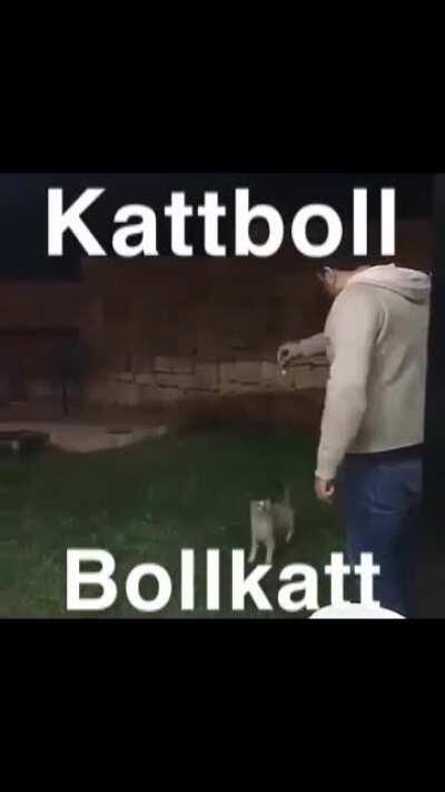 Hejdå katt 🤨😳🙀😹😹