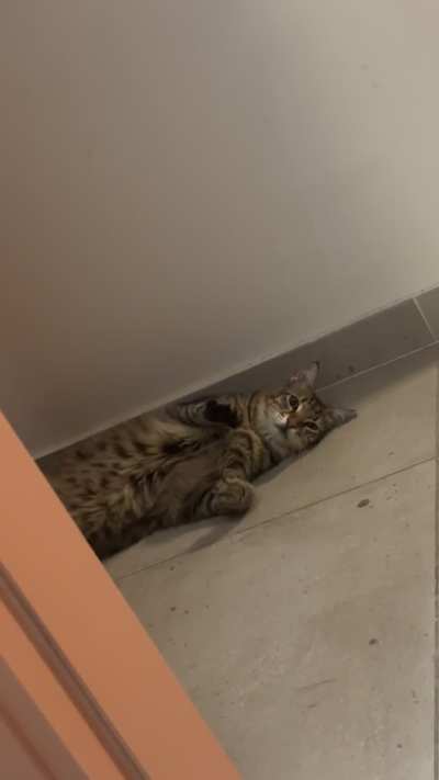 Slowblinks, AirBiscuits and pure bliss