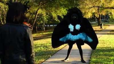 Anyone know what kind of bird. Seem like I saw it on one of the David Attenborough specials