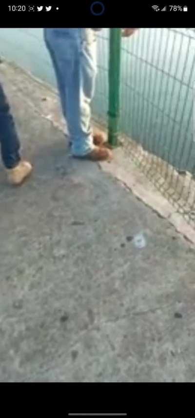 Crocodile drags lifeless corpse of a man.