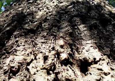 The mushrooms are making the trees speak