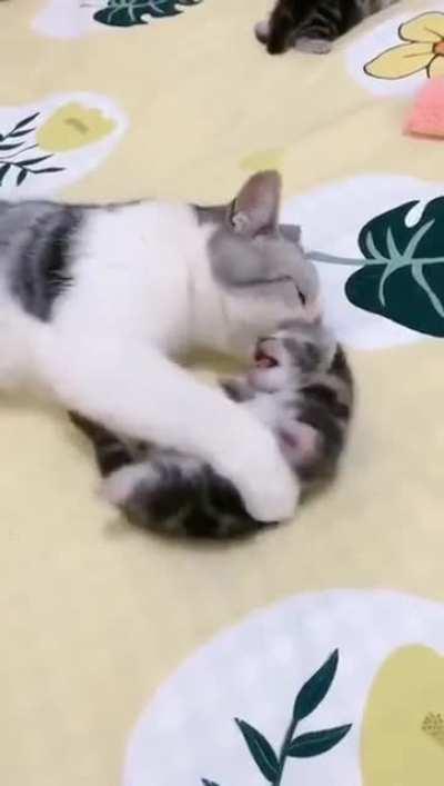 Mommy Cat protect u from nightmare