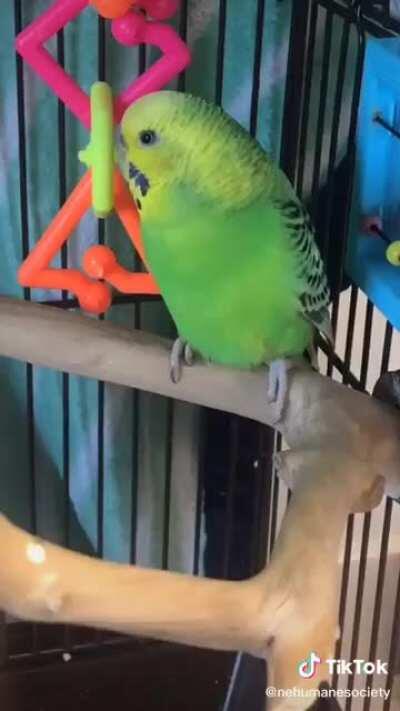 If you are in Nebraska, please adopt these cuties if you can