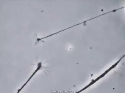 Two neurons sensing each other and trying to connect