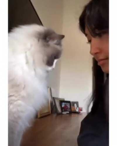 Cat Is Not Interested