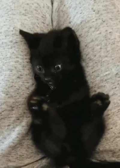 Kitty suddenly realizes that it has 4 paws