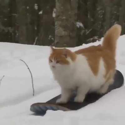 Hold my catnip while I prepare for the X-Games