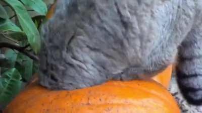 i for got to post this