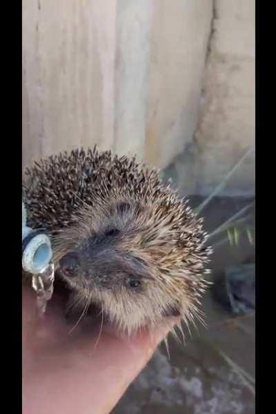 Hedgehog Rescue