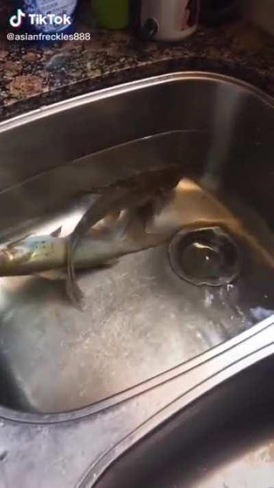 Ok, I couldn’t find any other places to post this, but I found a girl recording their fish dying.