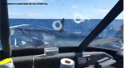 Shark jumps on fishing boat [not OC] - I have no idea what happened to the shark
