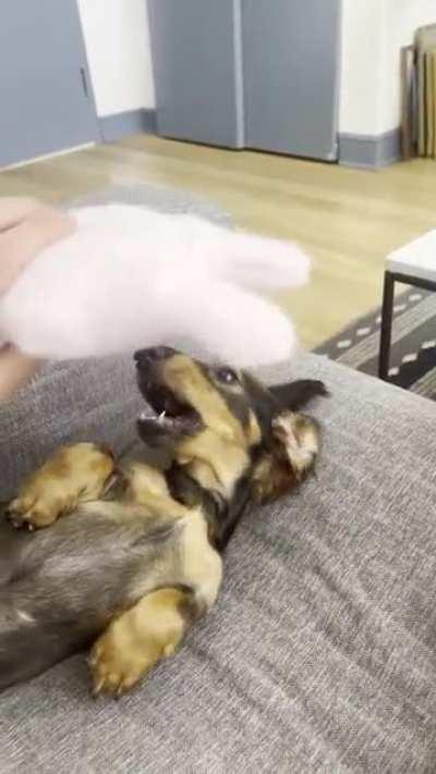 Lola putting the absolute minimum energy into playing