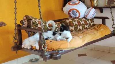 Trying to figure out how the swing works while also dealing with her annoying sister!