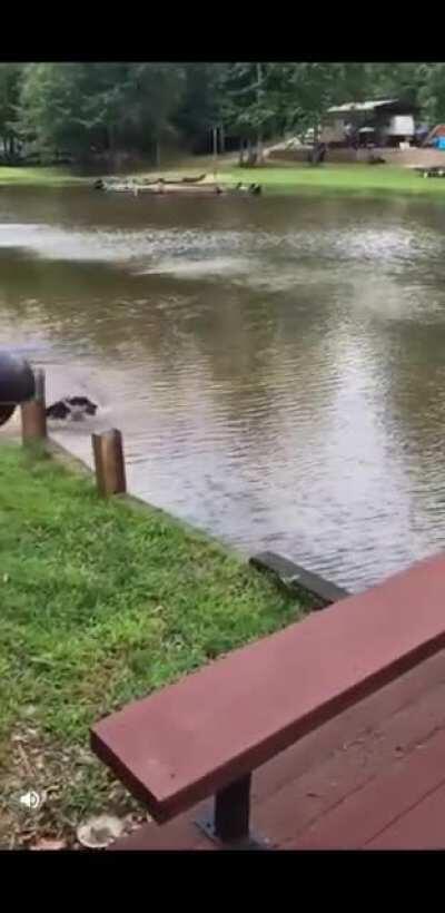 Man swings out over lake and falls and dogs freaks out and swims out to save him.