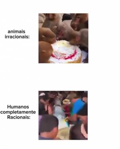 Somos mais burros que os macacos? 🤔
