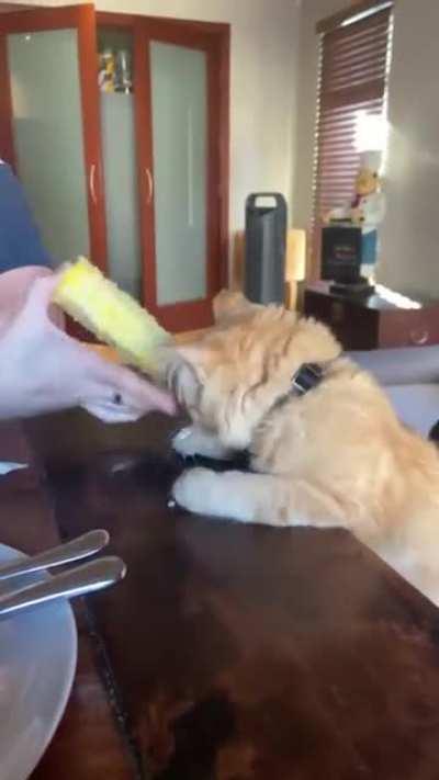 this cat loves corn