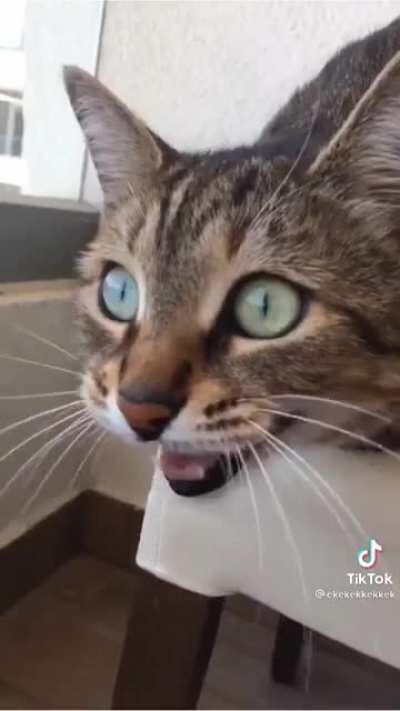 Ekekekkekkek compilation 🗣