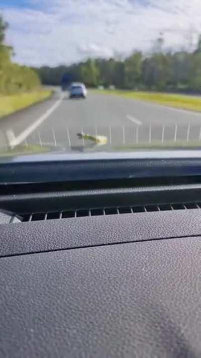 Snakes doing what they do